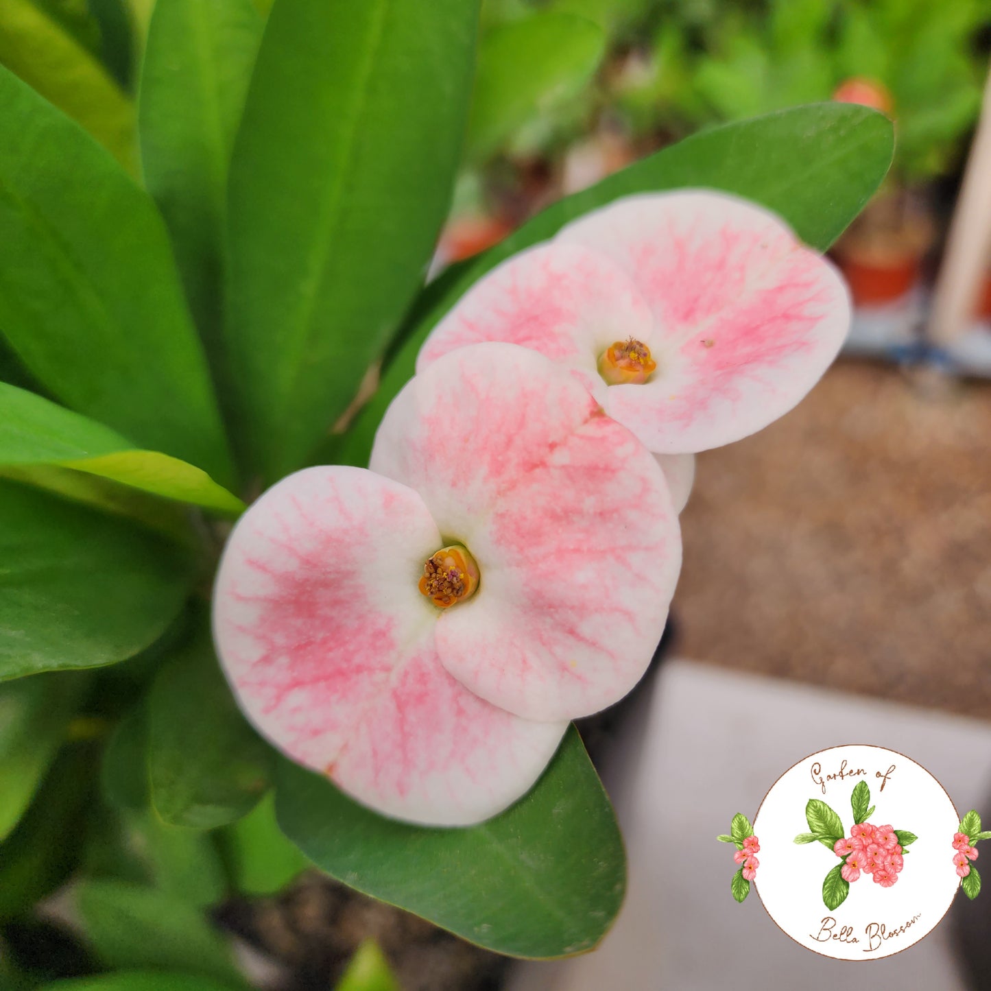 Euphorbia Milii "Anthus" Crown of Thorns Corona De Cristo