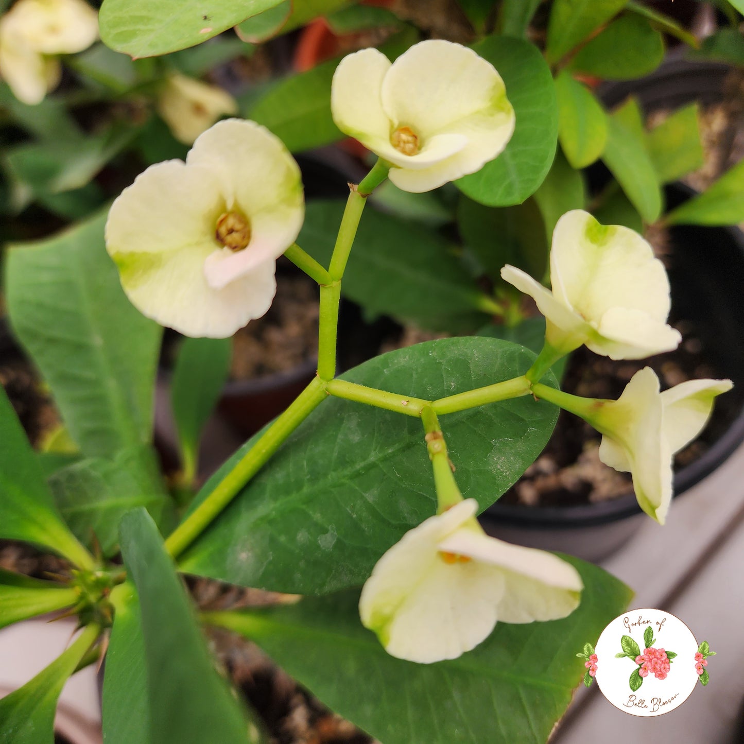 Euphorbia Milii "Felicity" Crown of Thorns Corona De Cristo