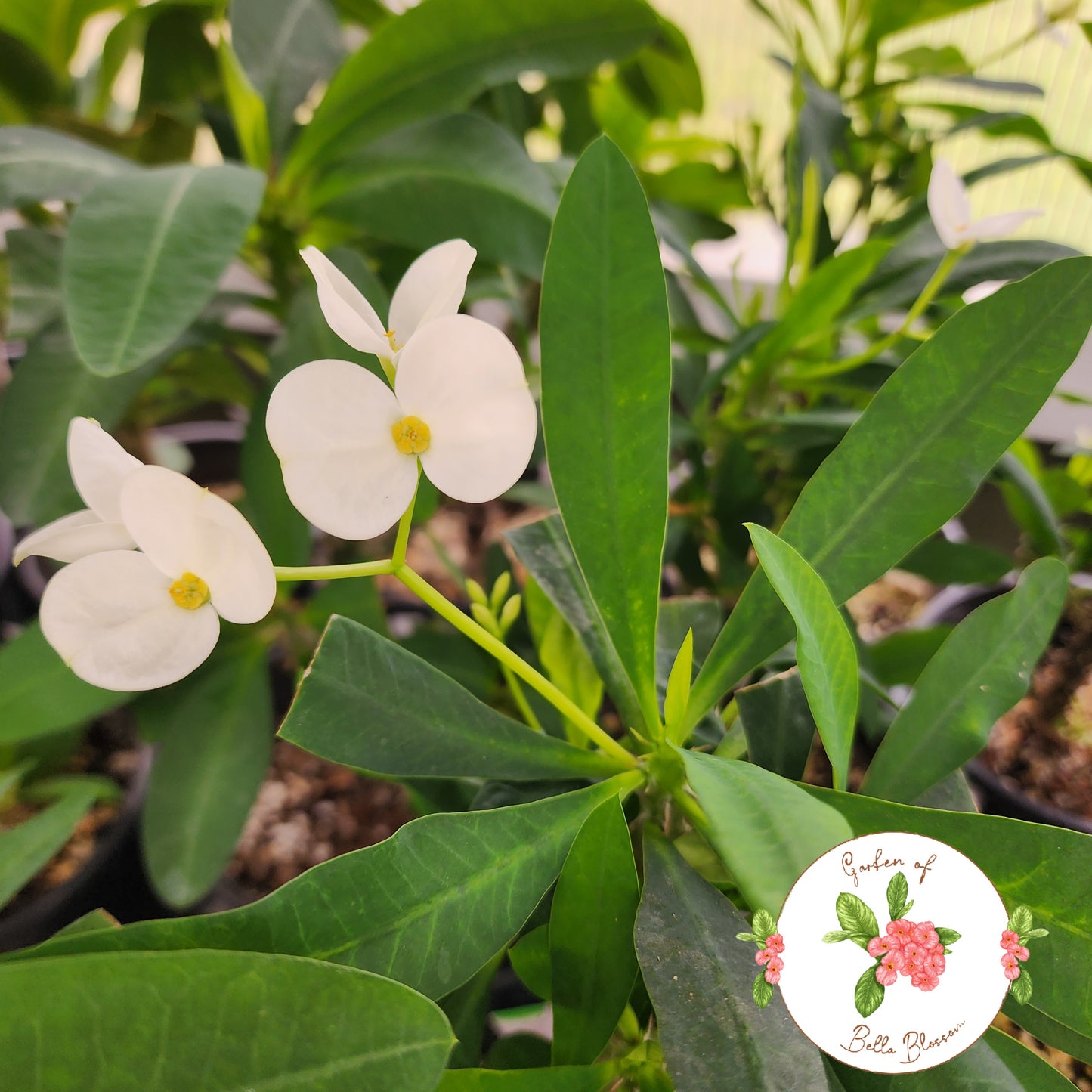 Euphorbia Milii "D Jasmine" Crown of Thorns Corona De Cristo