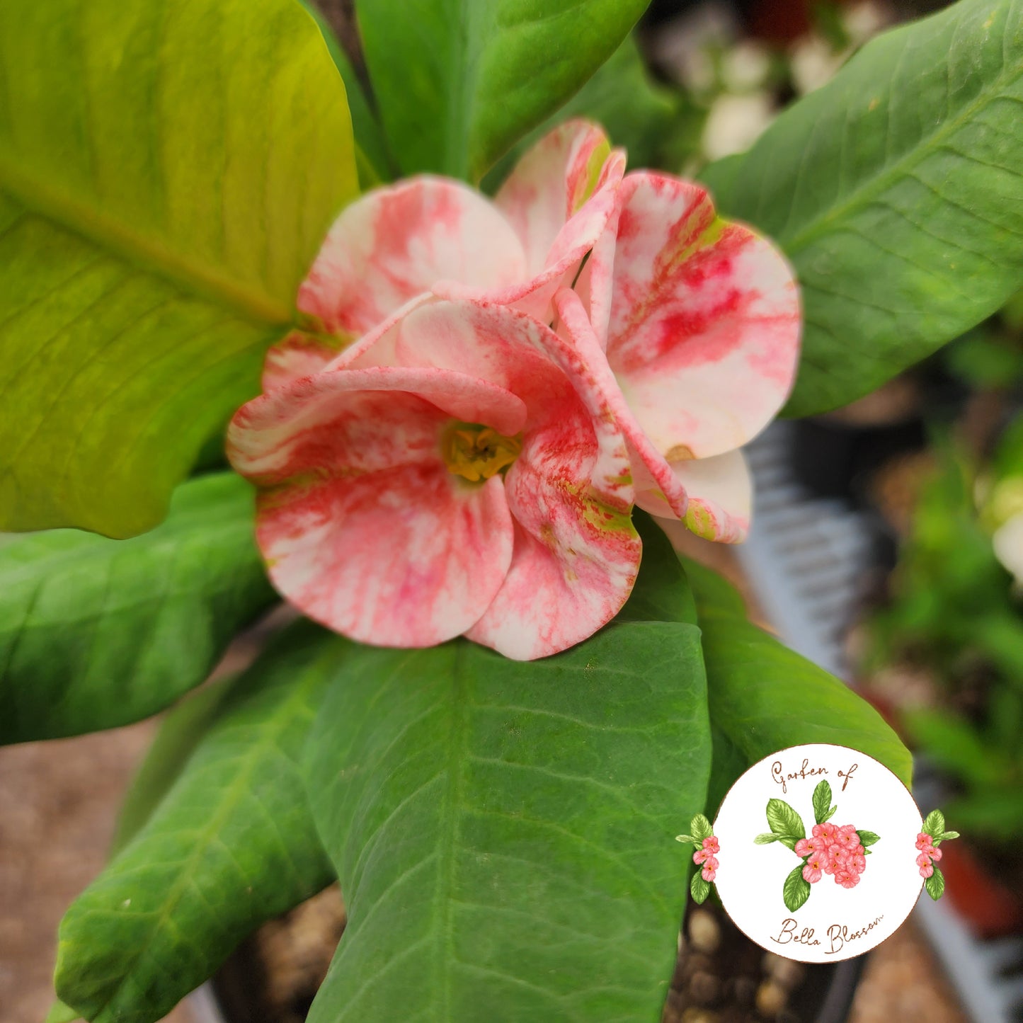 Euphorbia Milii "Golden Bell" Crown of Thorns Corona De Cristo