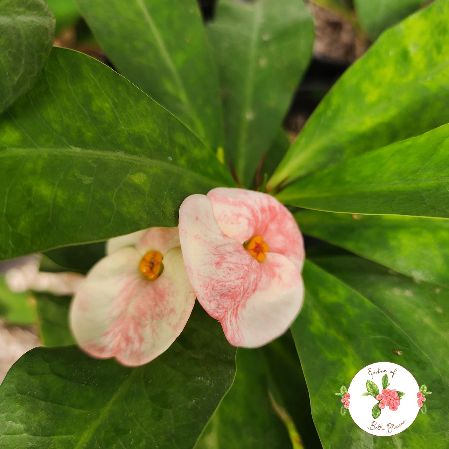 Euphorbia Milii "Look Sab Sedthee" Crown of Thorns Corona De Cristo