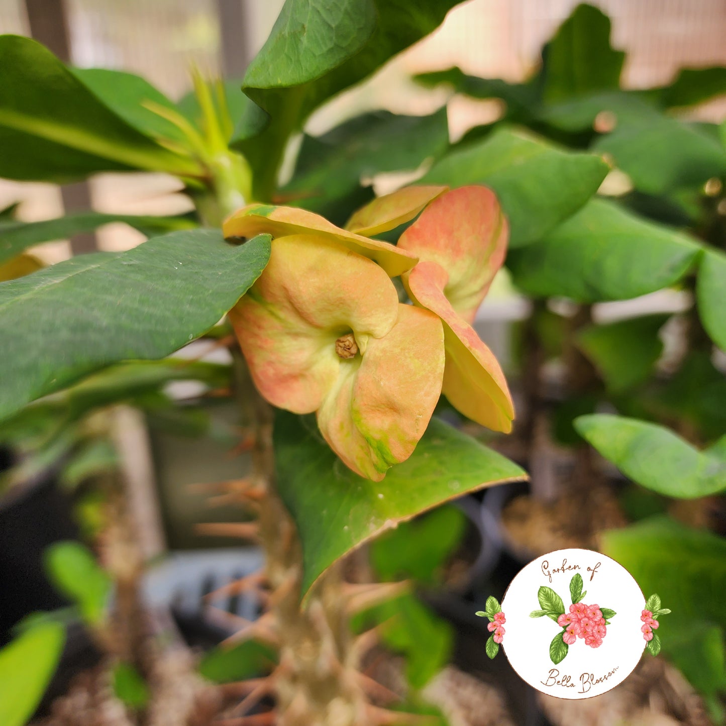 Euphorbia Milii "Mee Lab" Crown of Thorns Corona De Cristo