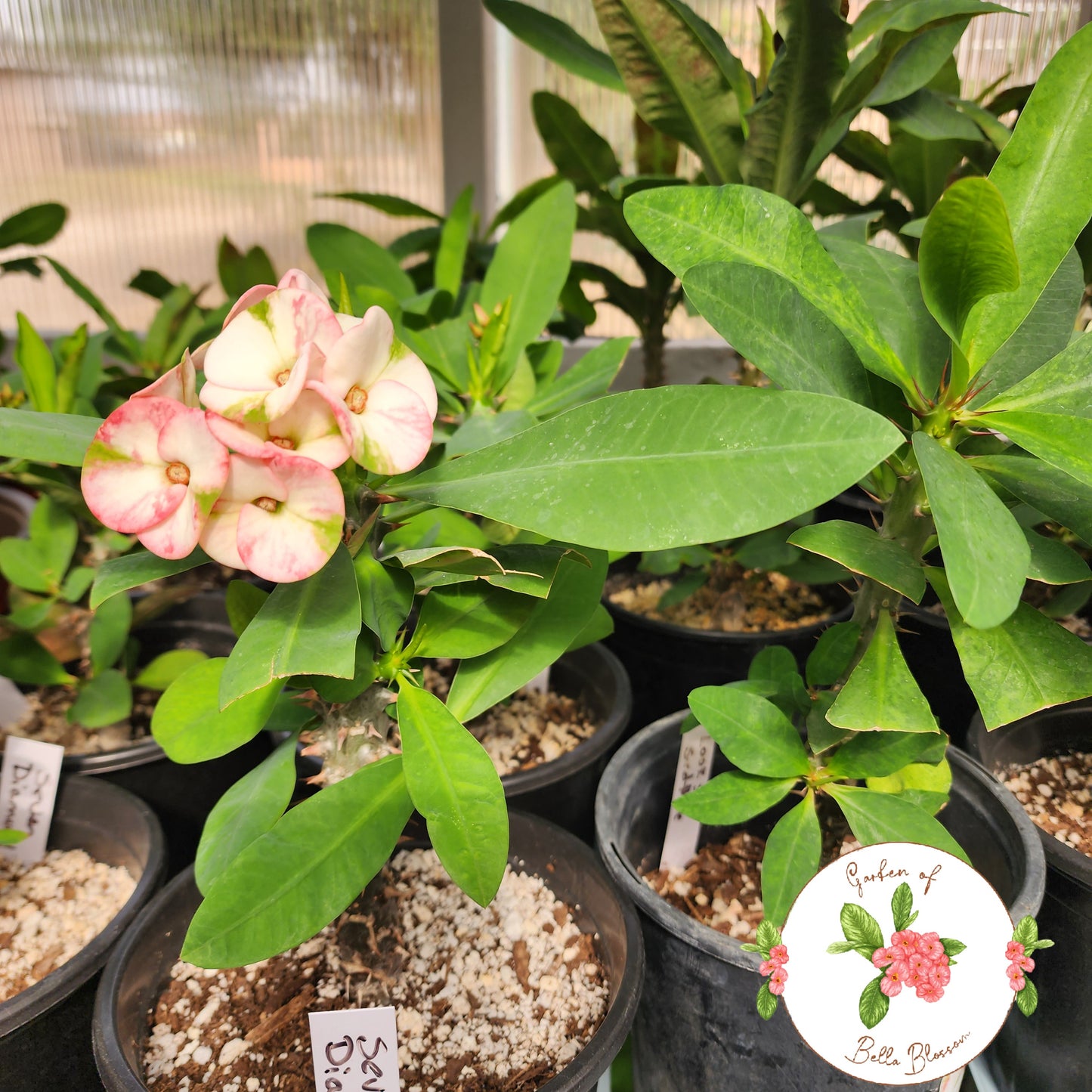 Euphorbia Milii "Seven Diamonds" Crown of Thorns Corona De Cristo