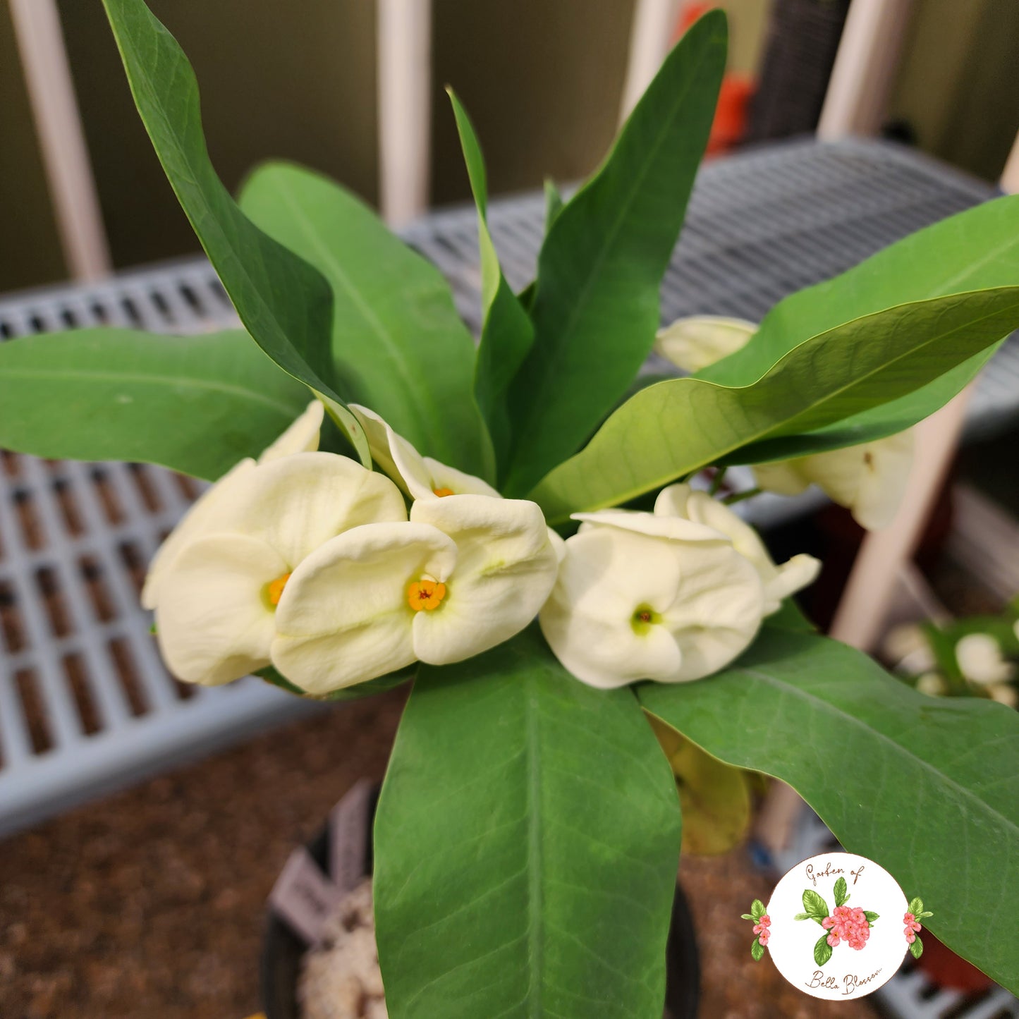 Euphorbia Milii "Limanade" Crown of Thorns Corona De Cristo