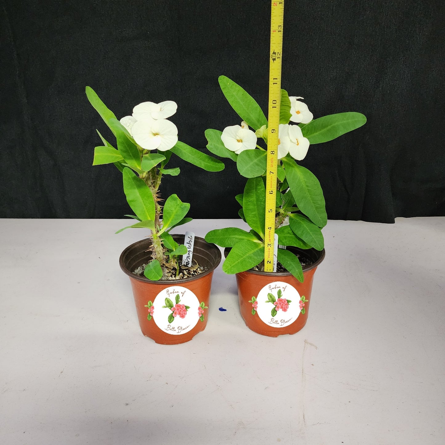 Euphorbia Milii "Amazing White" Crown of Thorns Corona De Cristo