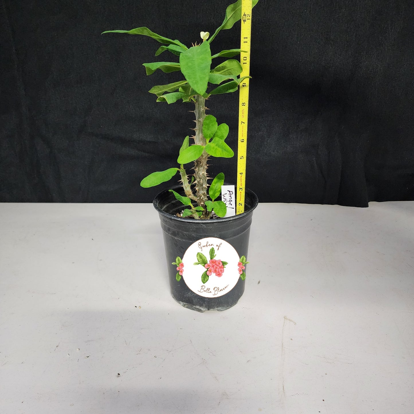 Euphorbia Milii "Angel Wish" Crown of Thorns Corona De Cristo