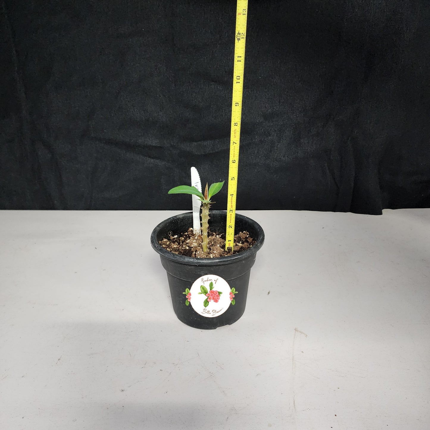 Euphorbia Milii "Barbie" Crown of Thorns Corona De Cristo