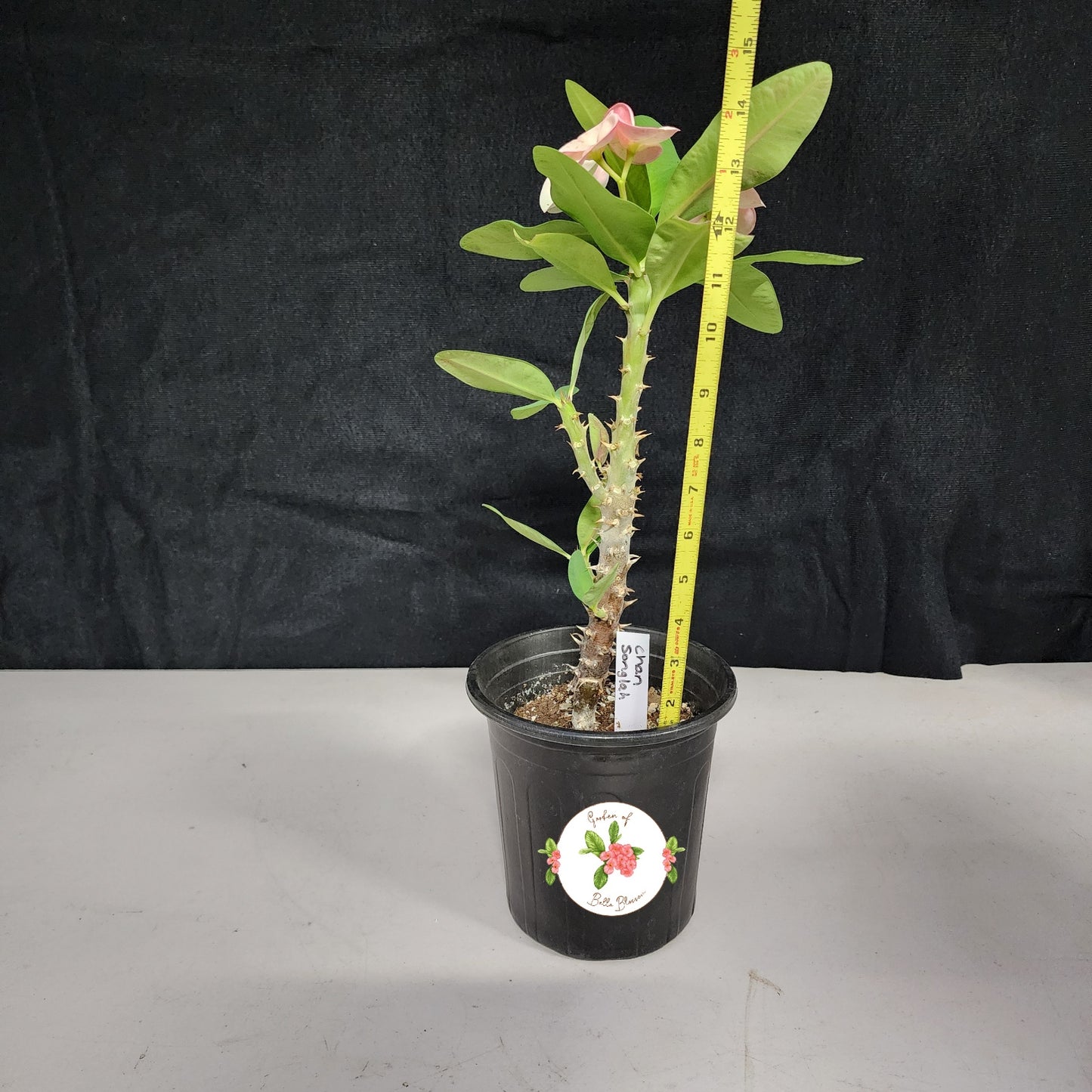 Euphorbia Milii "Chan Songlah" Crown of Thorns Corona De Cristo