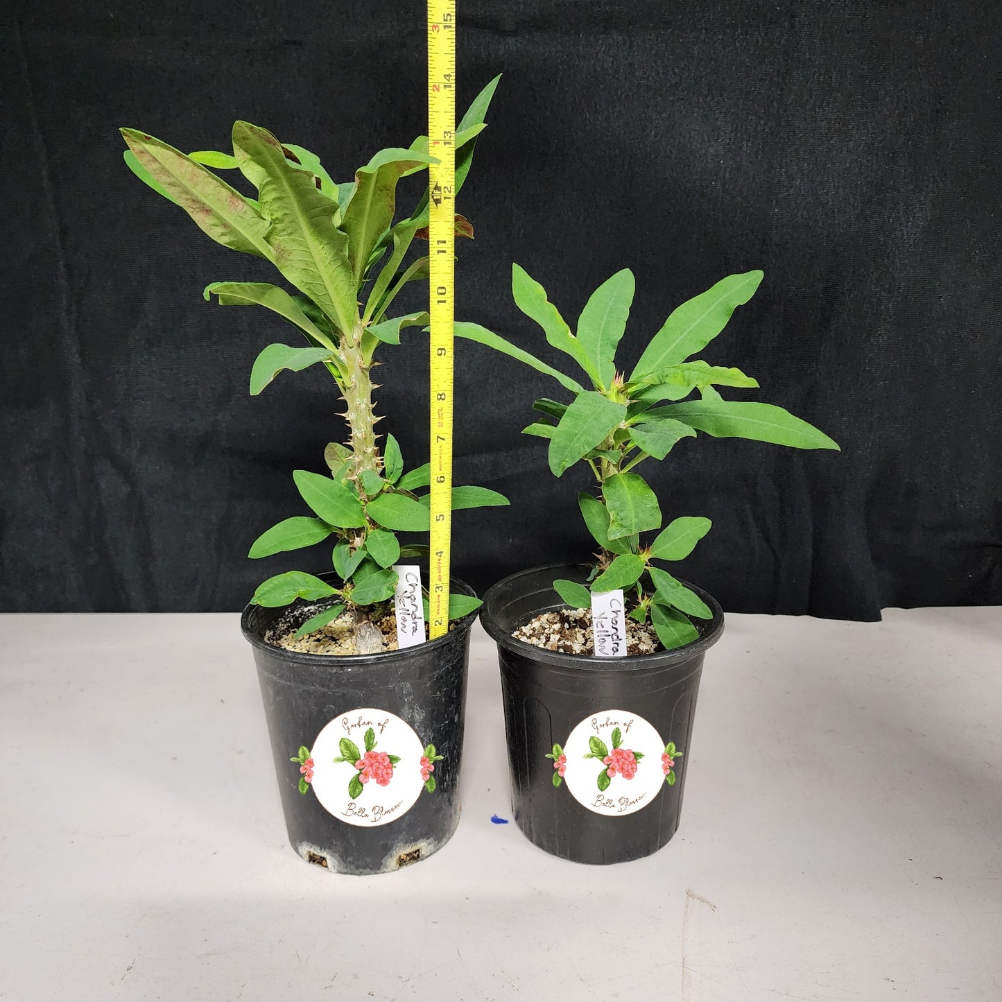 Euphorbia Milii "Chandra Yellow" Crown of Thorns Corona De Cristo