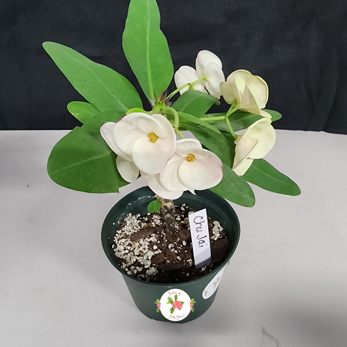 Euphorbia Milii "Chu Jai" Crown of Thorns Corona De Cristo