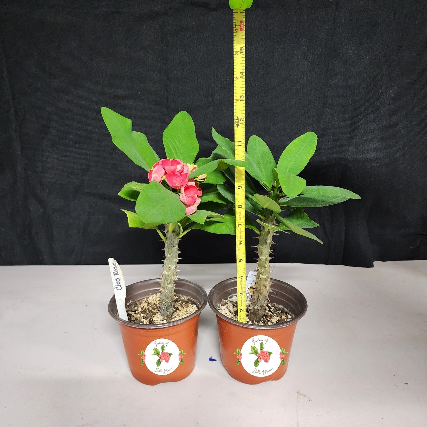 Euphorbia Milii "Cleo Rose" Crown of Thorns Corona De Cristo