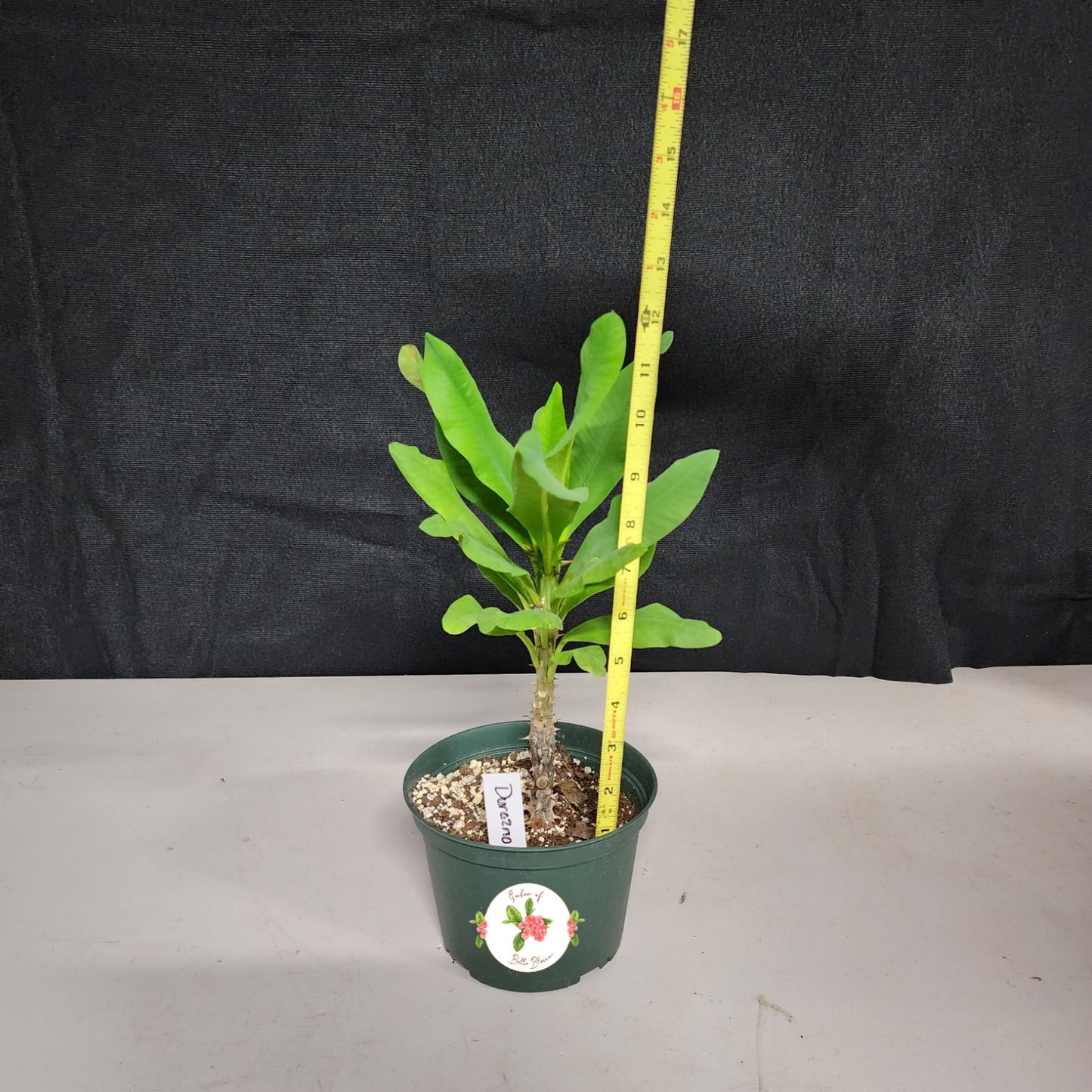 Euphorbia Milii "Durazno" Crown of Thorns Corona De Cristo