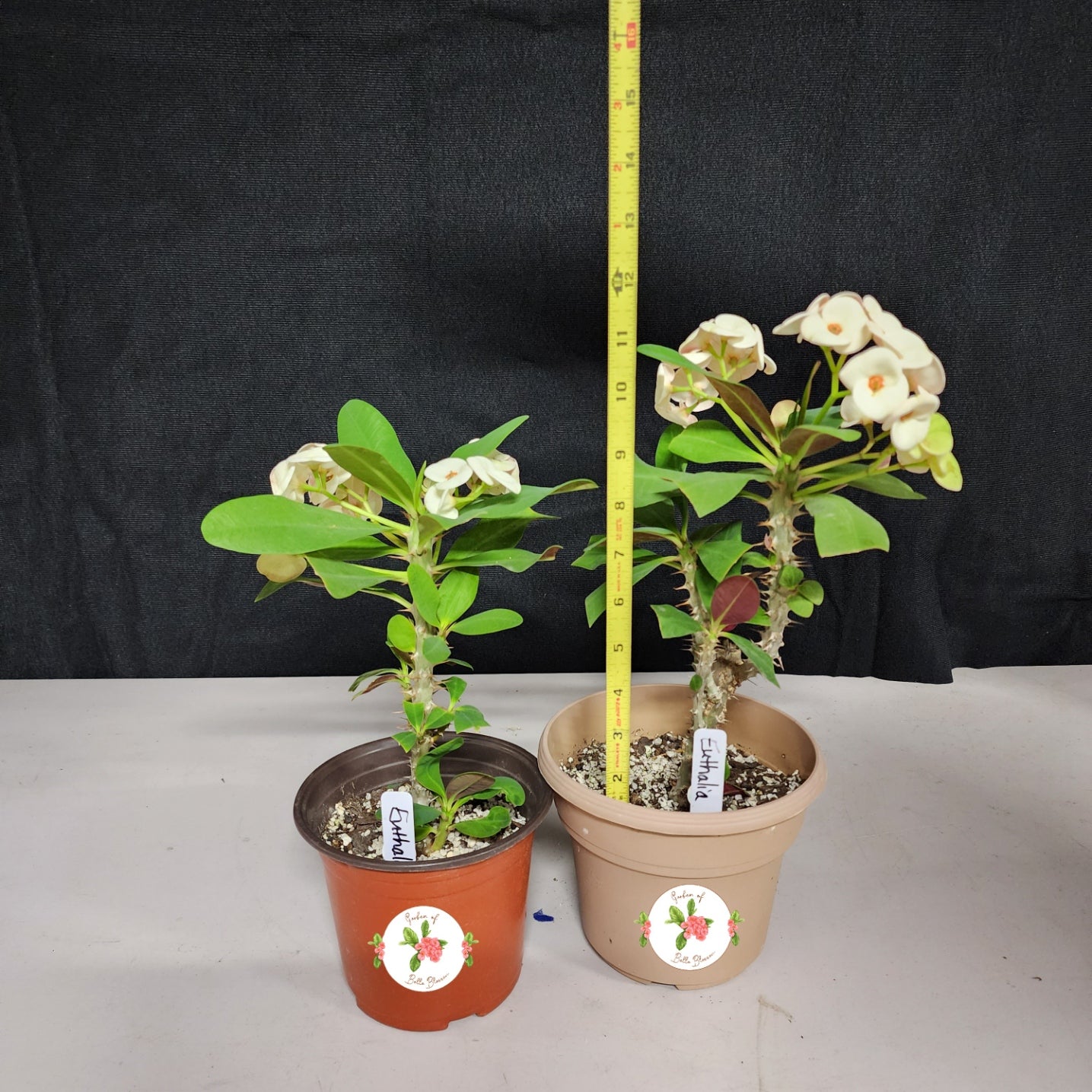 Euphorbia Milii "Euthalia" Crown of Thorns Corona De Cristo