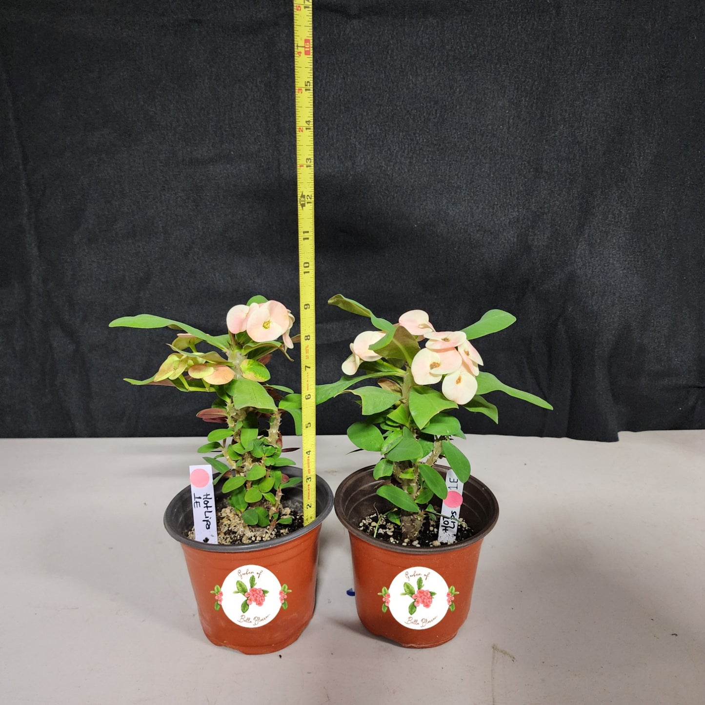 Euphorbia Milii "Hot Lips" Crown of Thorns Corona De Cristo