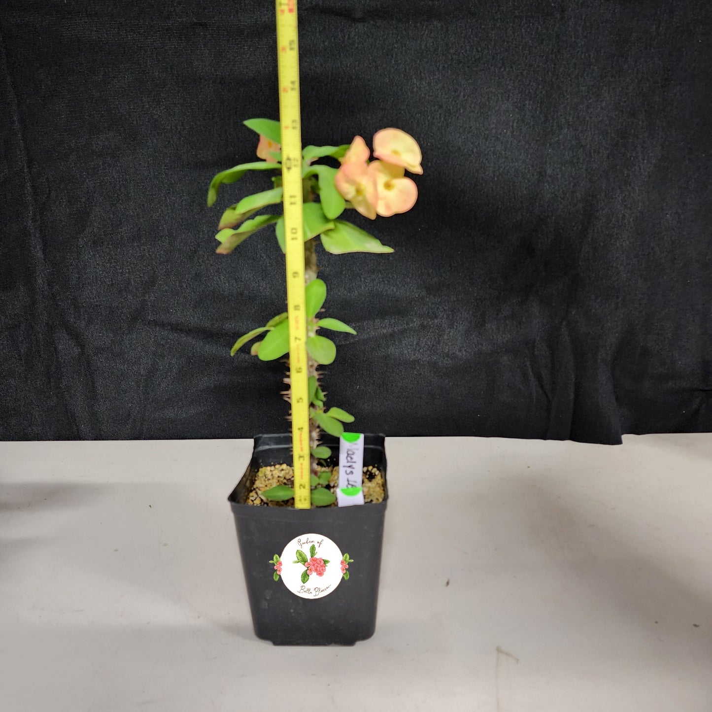 Euphorbia Milii "Maelys" Crown of Thorns Corona De Cristo