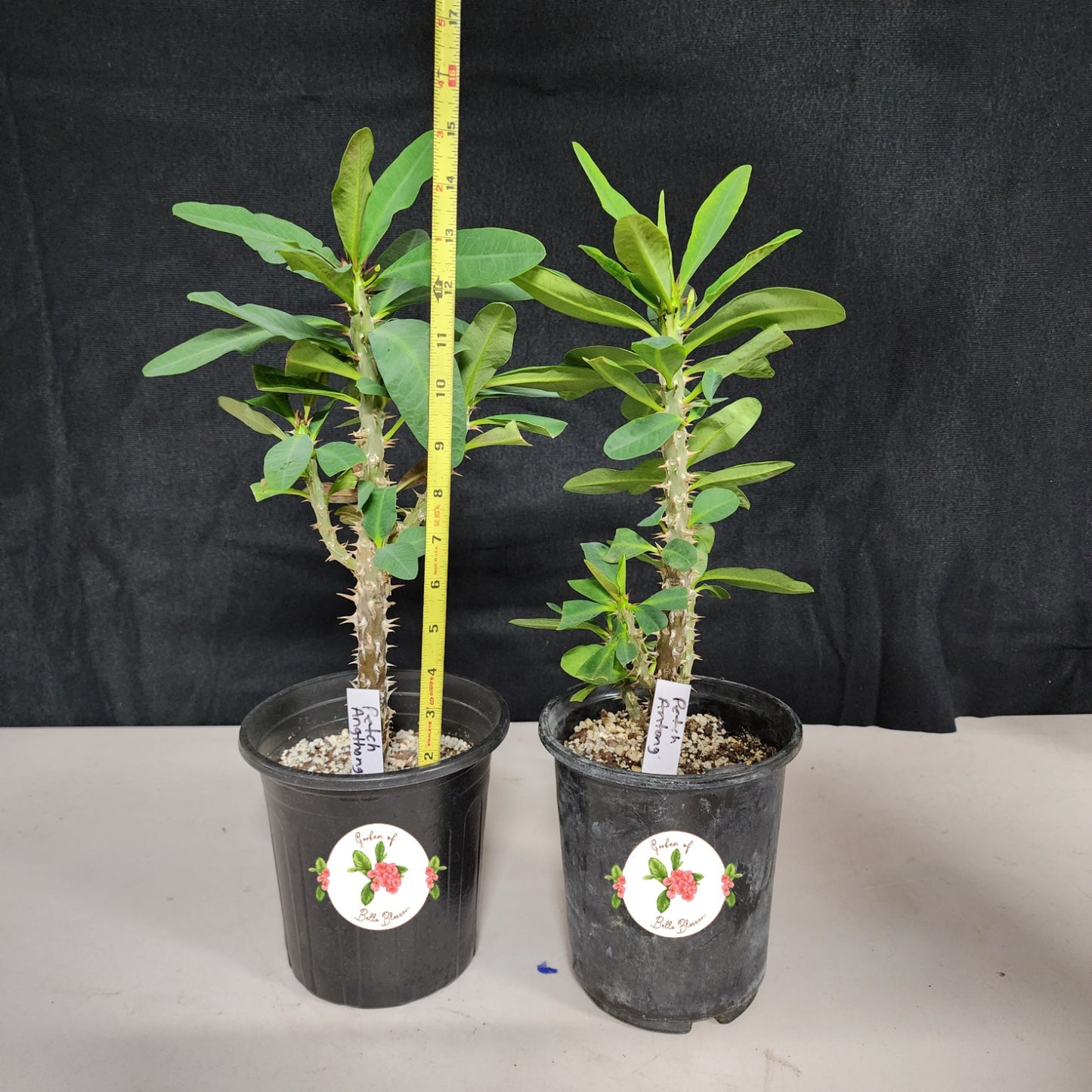 Euphorbia Milii "Petch Angthong" Crown of Thorns Corona De Cristo