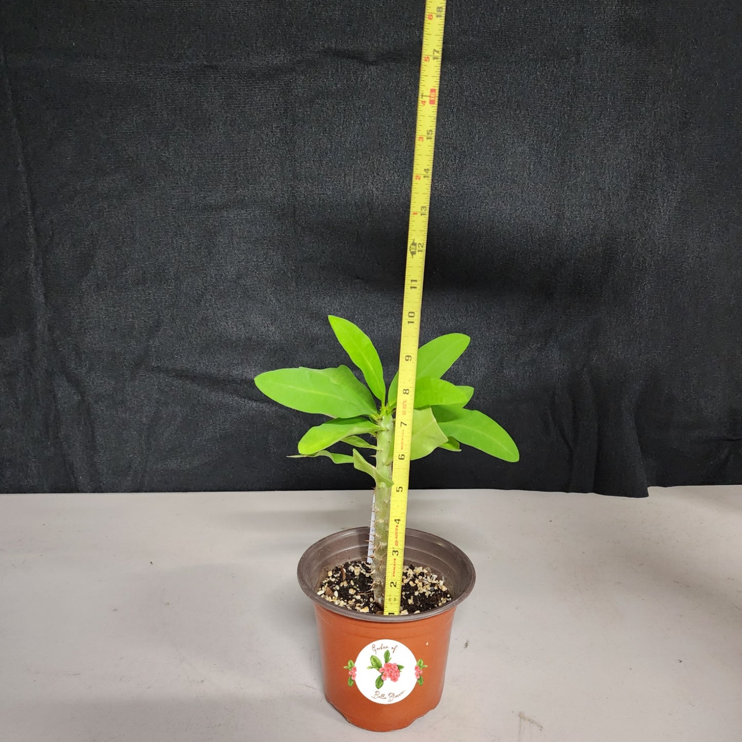 Euphorbia Milii "Pinky Snow" Crown of Thorns Corona De Cristo