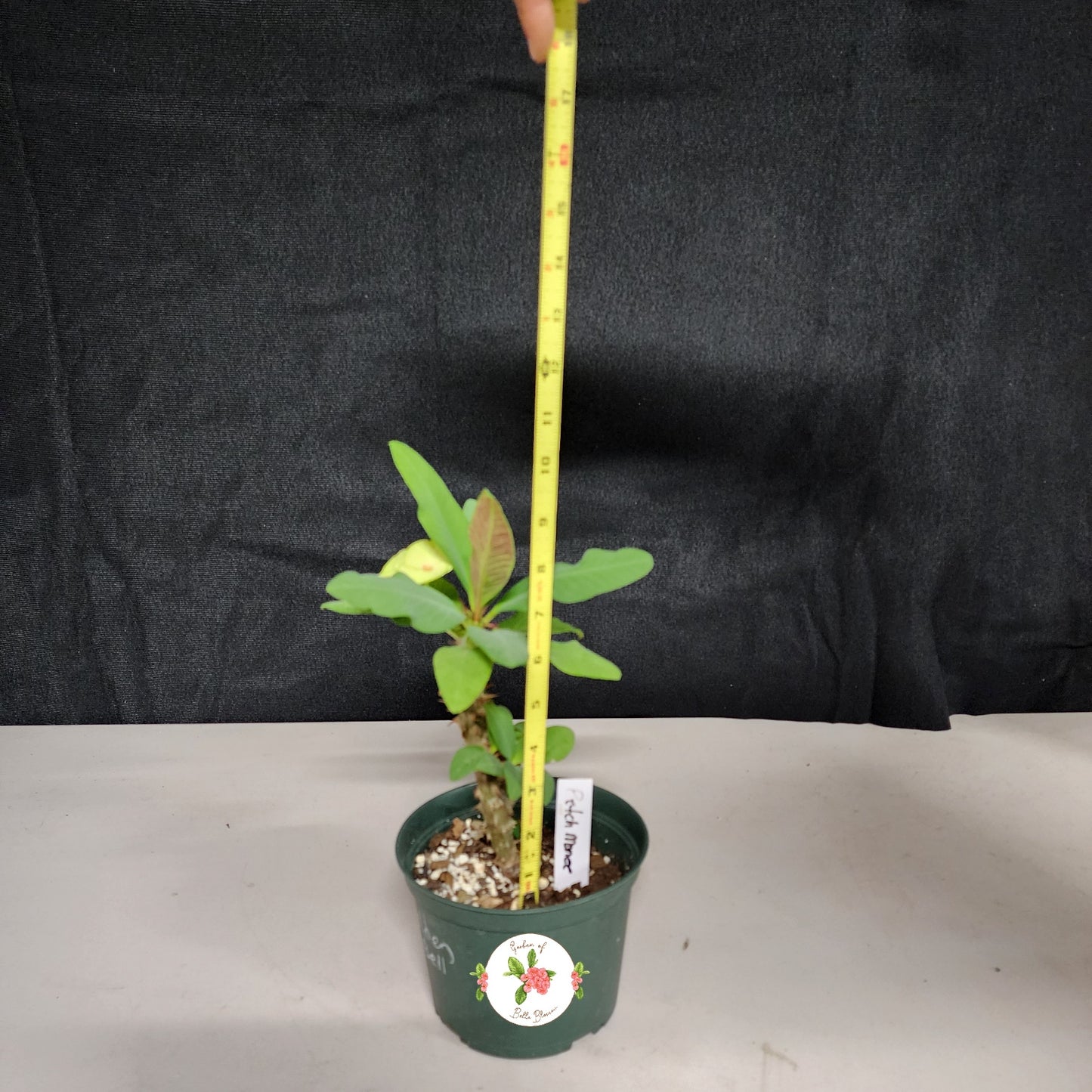 Euphorbia Milii "Petch Manee" Crown of Thorns Corona De Cristo