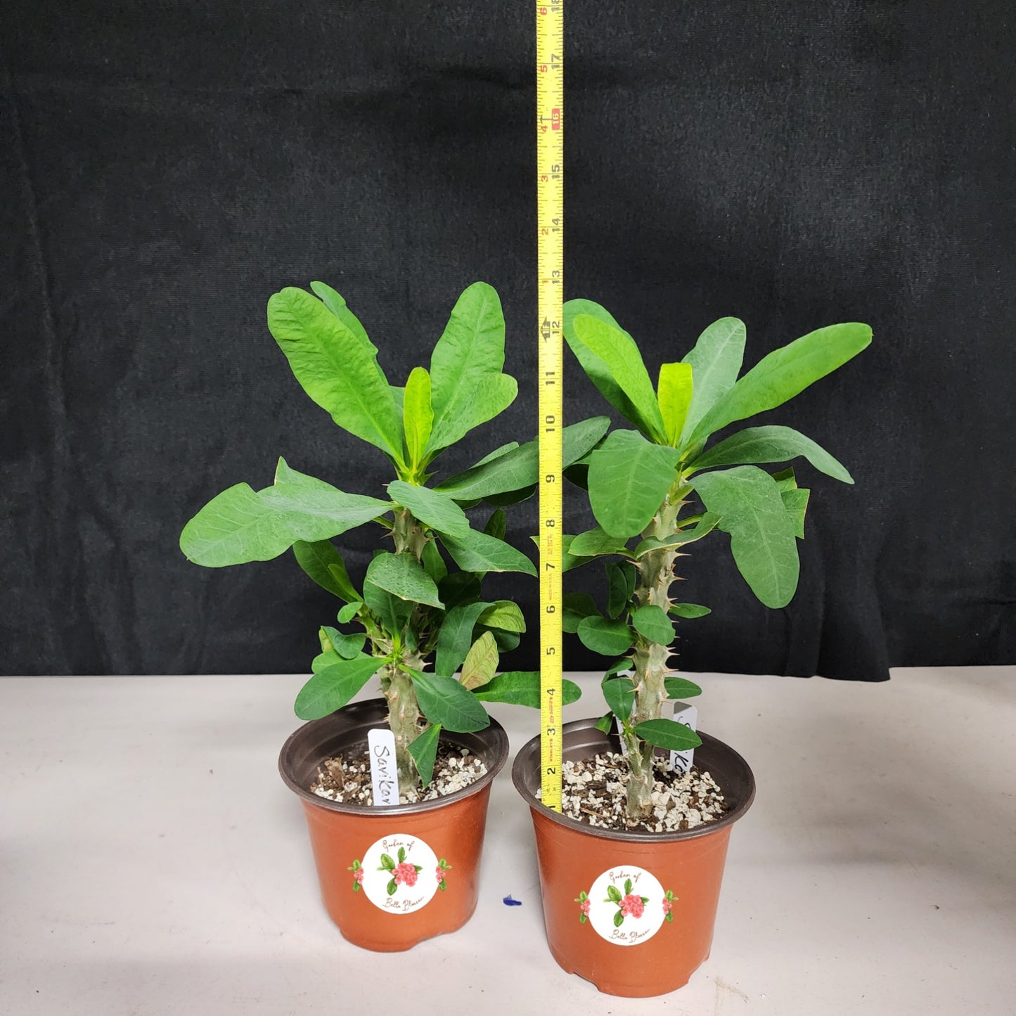 Euphorbia Milii "Savikar" Crown of Thorns Corona De Cristo