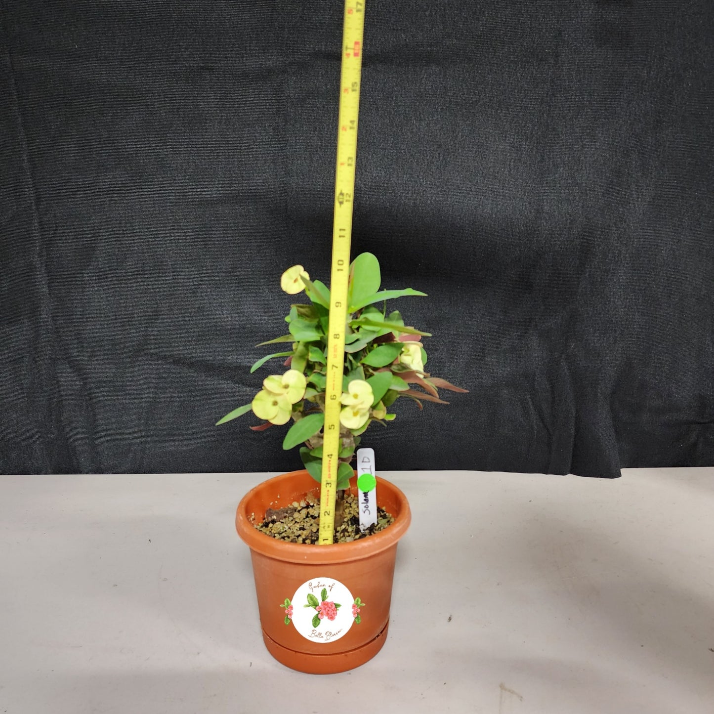 Euphorbia Milii "Solana" Crown of Thorns Corona De Cristo