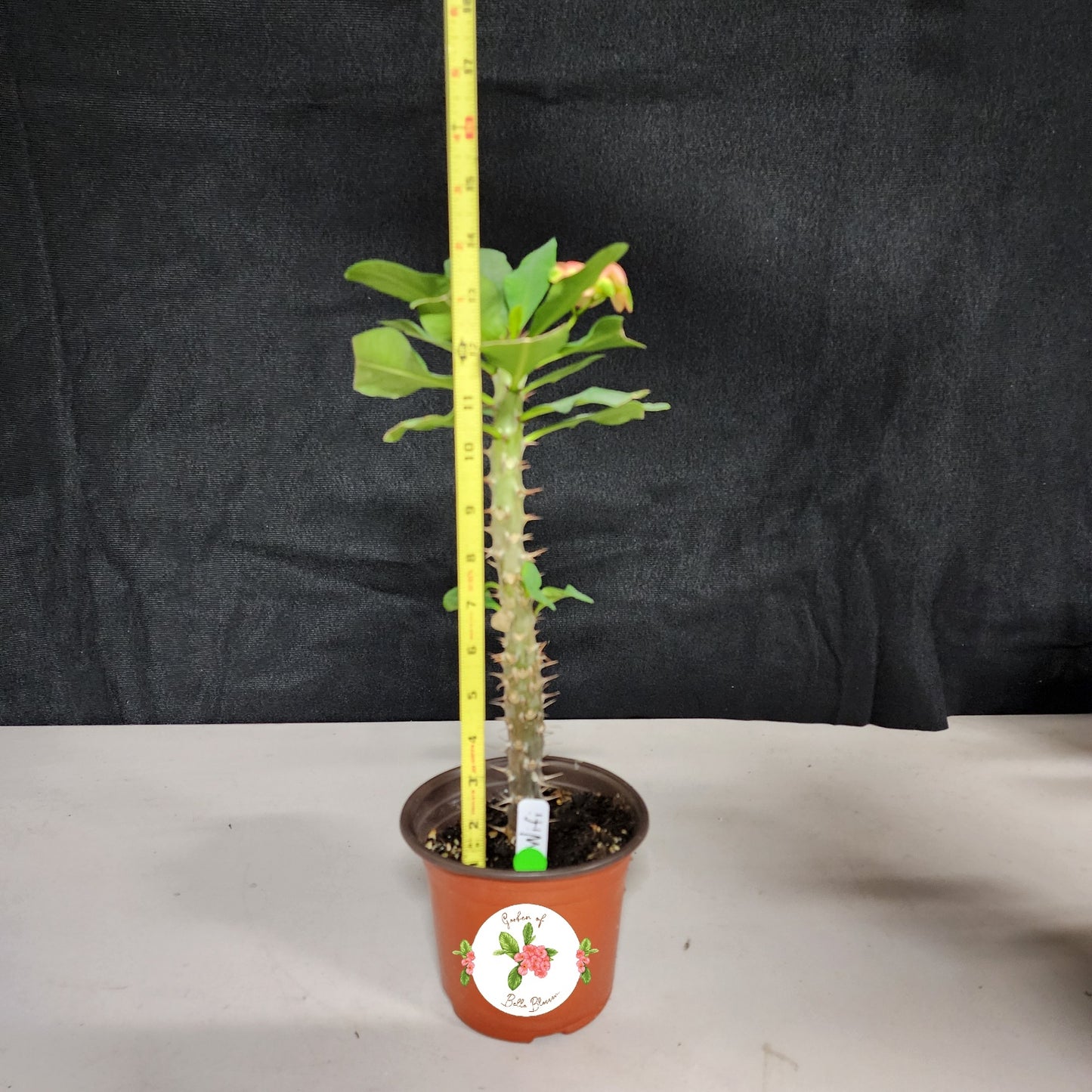 Euphorbia Milii "Wifi" Crown of Thorns Corona De Cristo