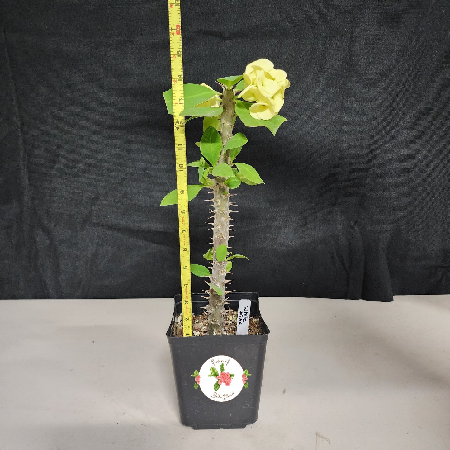 Euphorbia Milii "White Fiora" Crown of Thorns Corona De Cristo