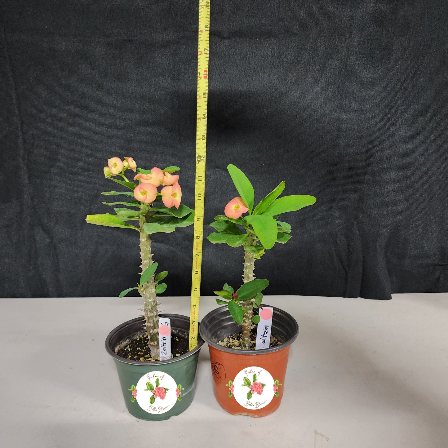 Euphorbia Milii "Zeltzin" Crown of Thorns Corona De Cristo