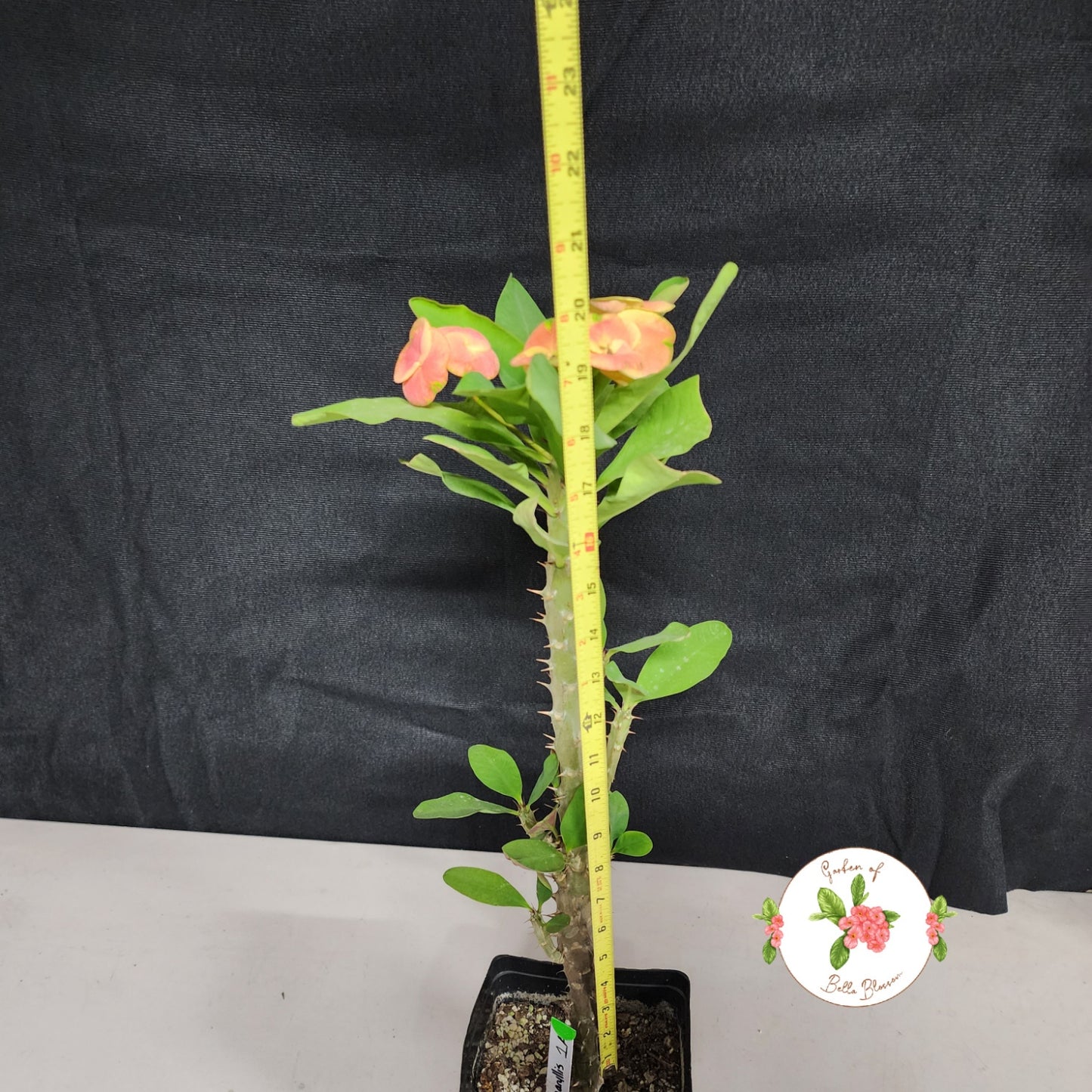 Euphorbia Milii "Amaryllis" Crown of Thorns Corona De Cristo