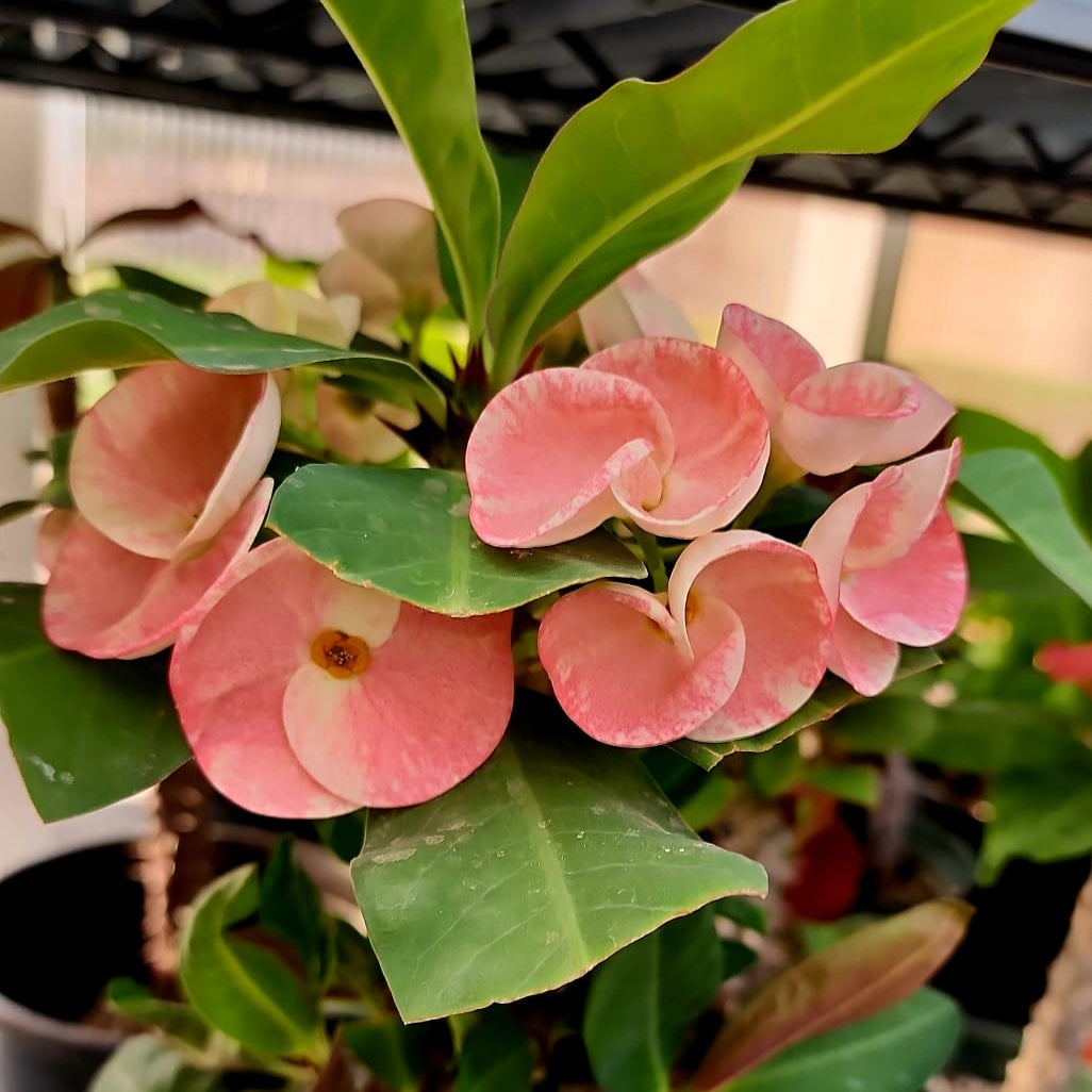 Euphorbia Milii "Barbie" Crown of Thorns Corona De Cristo