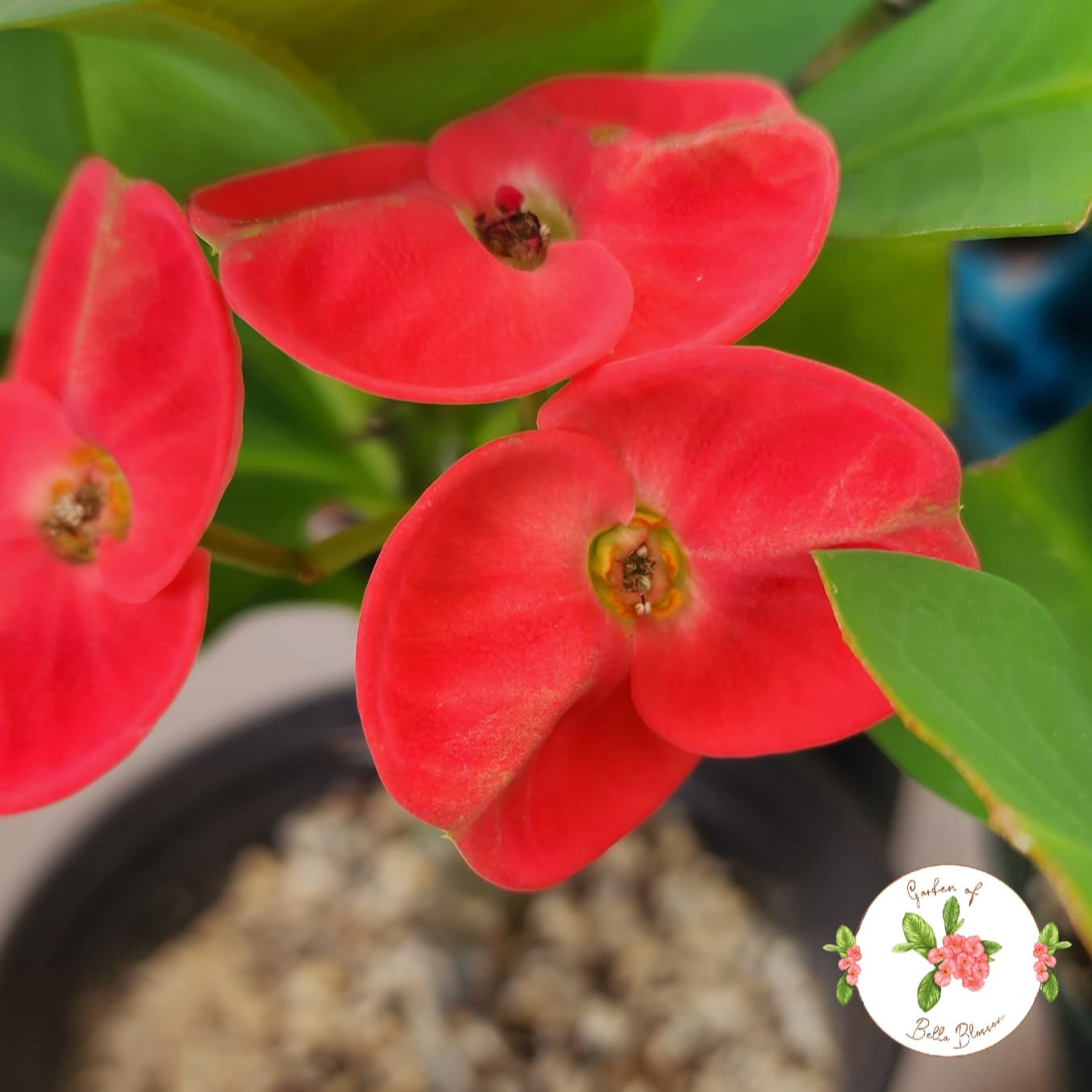 Euphorbia Milii "Princes Millionaire" Crown of Thorns Corona De Cristo