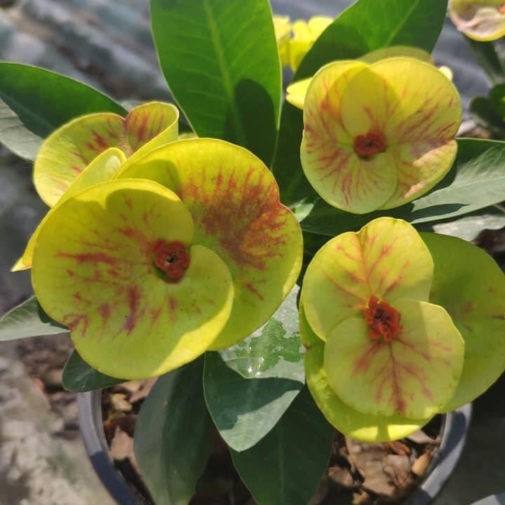 Euphorbia Milii "Ruayngern Ruaythong" Crown of Thorns Corona De Cristo