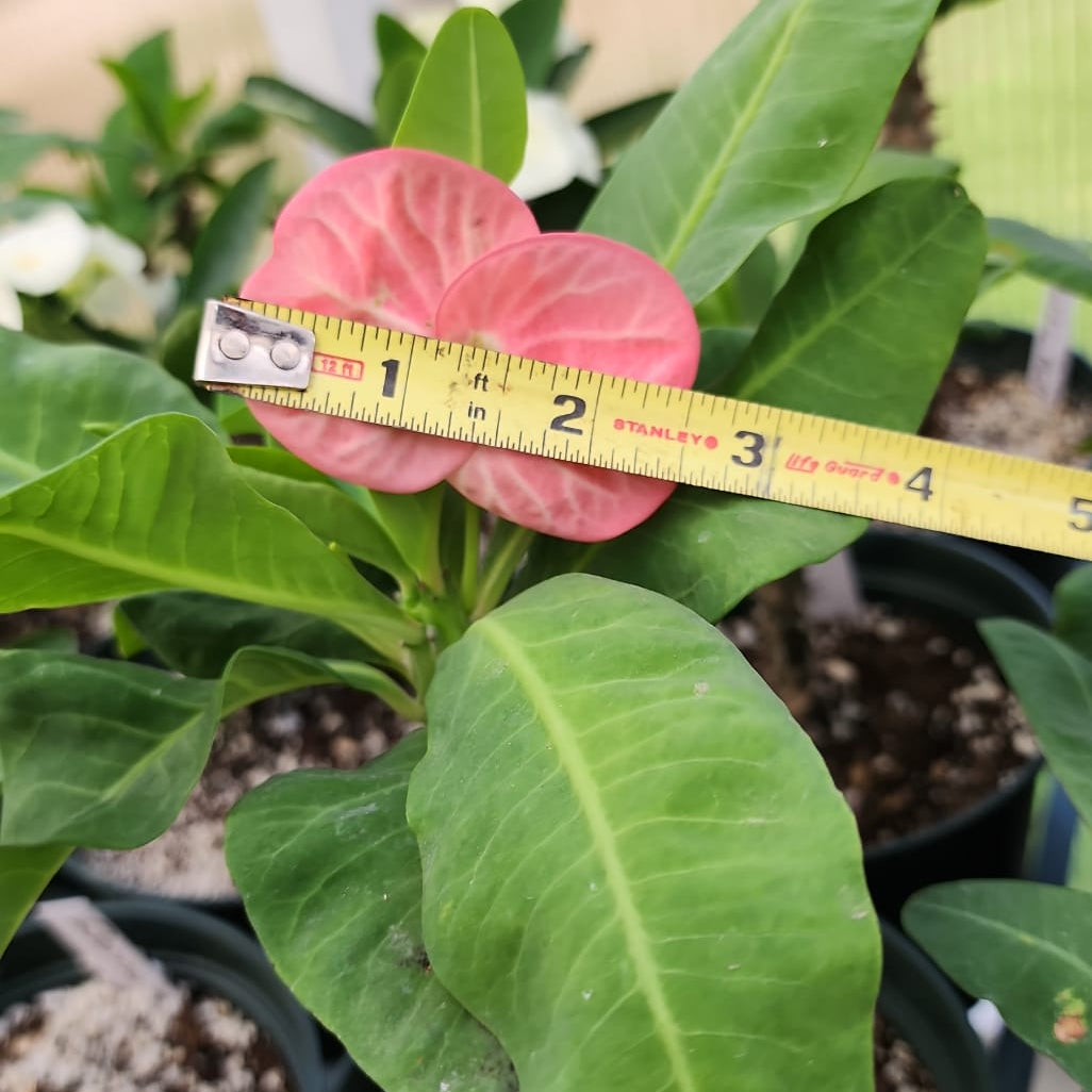 Euphorbia Milii "Cham Chan" Crown of Thorns Corona De Cristo