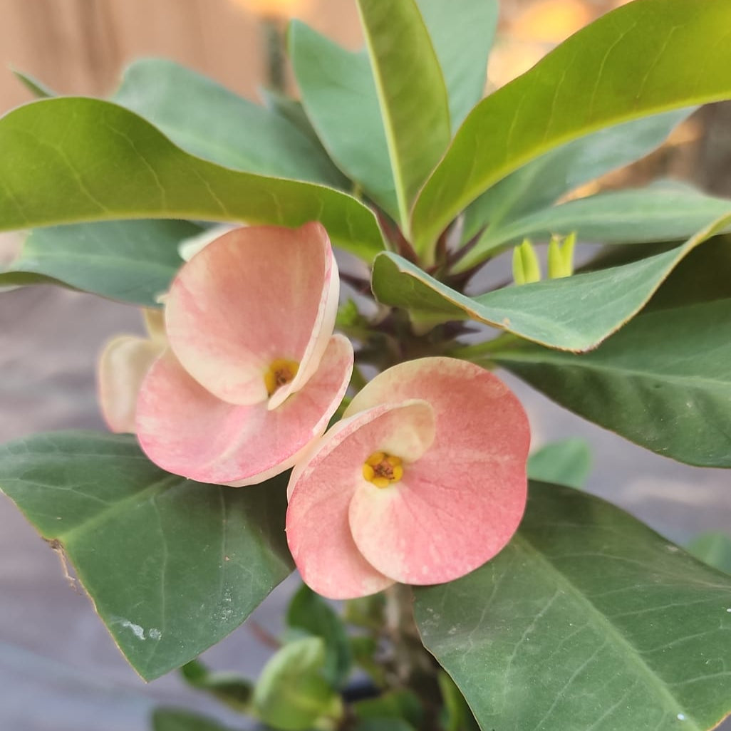 Euphorbia Milii "Barbie" Crown of Thorns Corona De Cristo