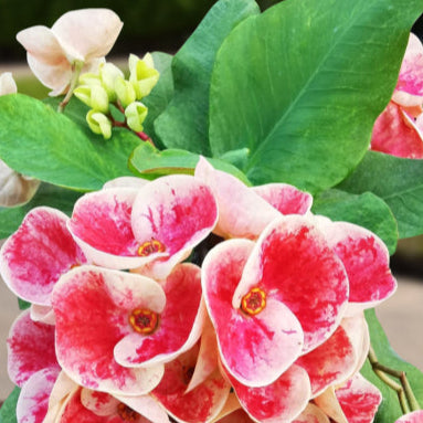 Euphorbia Milii "Queen Millionaire" Crown of Thorns Corona De Cristo