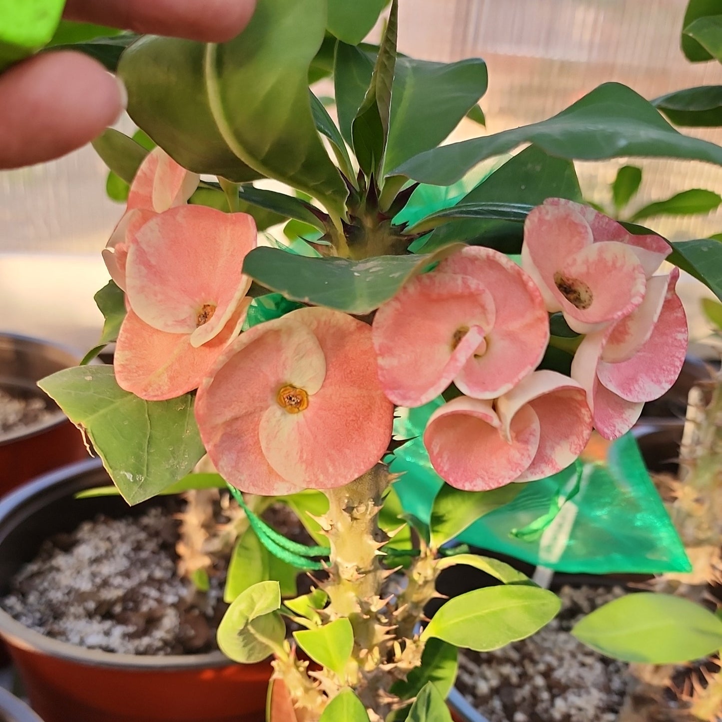 Euphorbia Milii "Barbie" Crown of Thorns Corona De Cristo