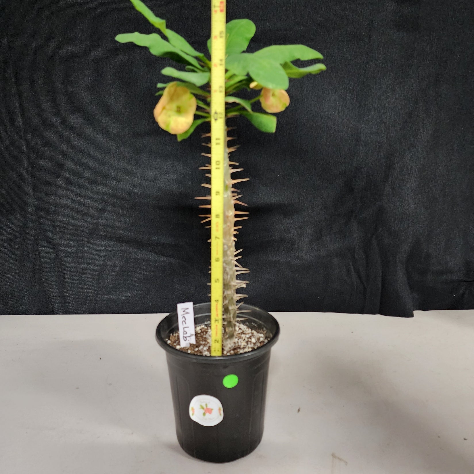 Home - Winning Growth Systems, image size:1649x1649